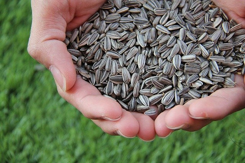 Best foods for eczema: Image of sunflower seeds in someone's hands.