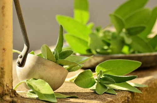 Foods that prevent gas: Image of sage herb