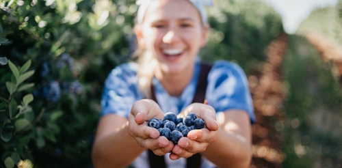 bilberry benefits for skin