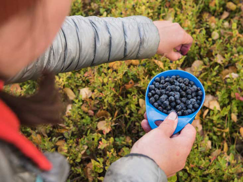 bilberry health benefits