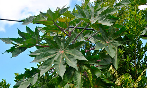 the leaves of the castor bean plant