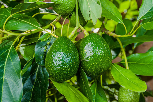 the avocado tree possesses many health benefits