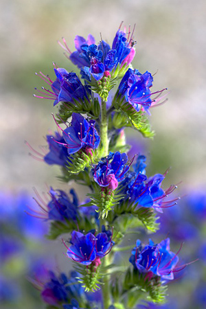 bugloss flowers and leaves