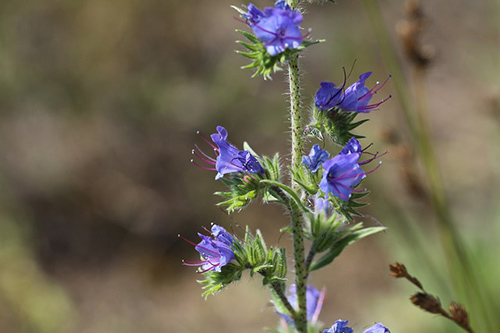 the bugloss plant is also a diuretic