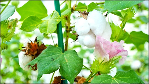 Cotton Plant 1