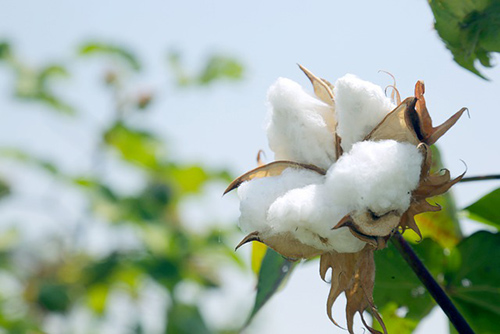 healthy cotton plant