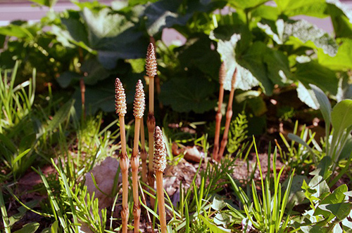 horsetail plant a great medicinal herb