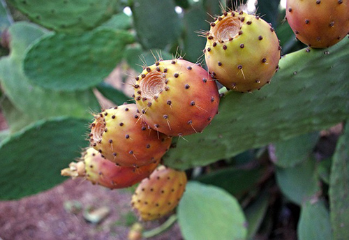 Prickly pear benefits