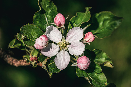 apple blossom medicinal uses
