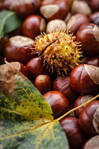 are chestnuts good for diabetics