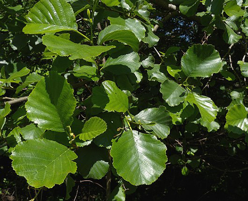 black alder tree leaves
