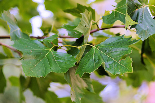 chestnut leaves health benefits