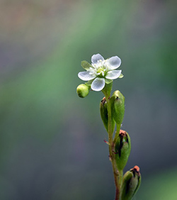 drosera rotundifolia medicinal uses