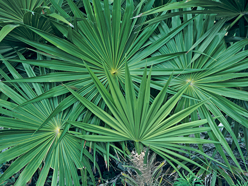 palmetto shrub benefits