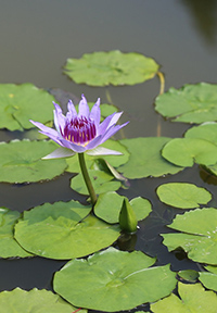 water lily medicinal uses research