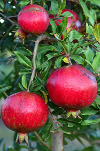 pomegranate benefits