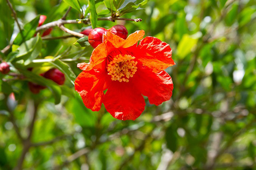 pomegranate tree flowers