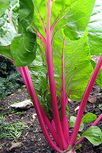 rhubarb root health benefits
