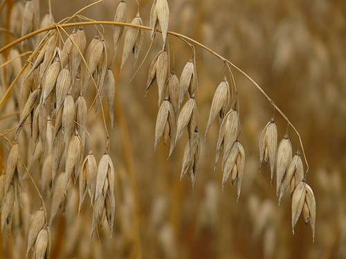 oat plant benefits