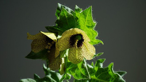 henbane plant medicinal uses