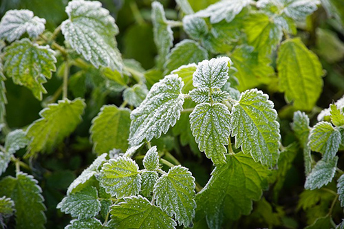 stinging nettle leaves with frost on them