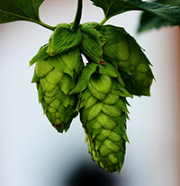 what are hops used for
