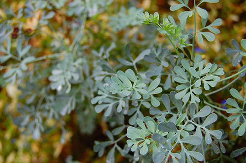 image of common rue plant
