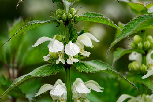 image of dead nettle flowers and leaves
