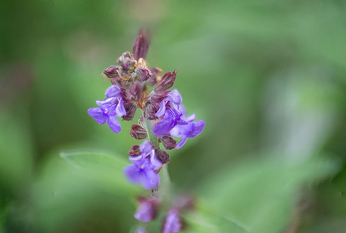 the flower of the salvia officinalis plant