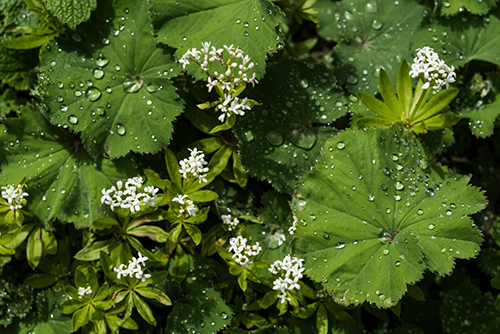 the lady's mantle plant flowers and leaves