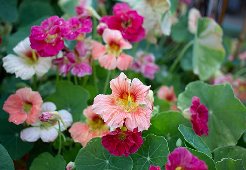 nasturtium flowers and leaves in the garden