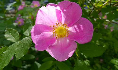 rosa canina flower