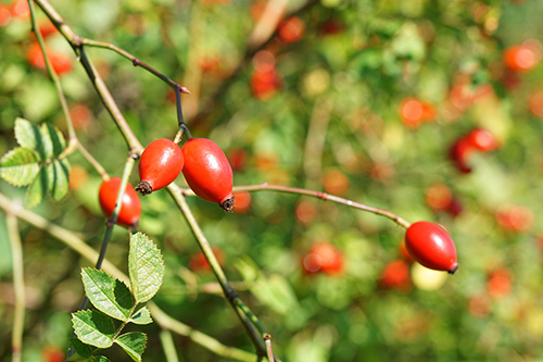 rosa canina fruit on the tree with leaves