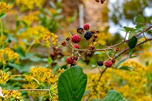 bramble plant leaves and fruits