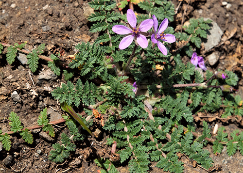 image of storksbill weed in the ground