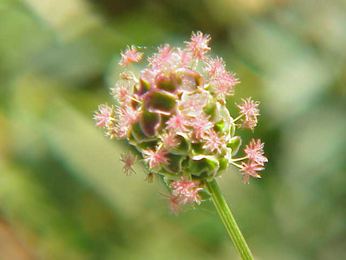 burnet plant flower