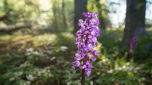 early purple orchid image