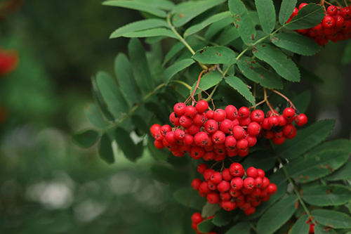 Rowan tree berries and leaves