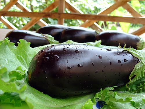 health benefits of eggplants