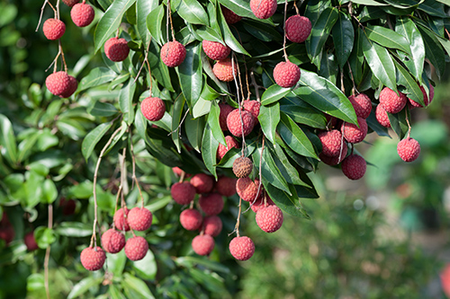 litchi fruits on the tree