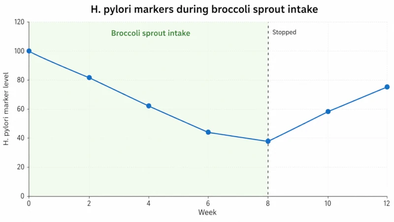 Chart showing H. pylori markers falling during broccoli sprout intake then rising after stopping.