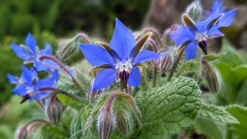 borage plant with blue flowers — sudorific herb for fever