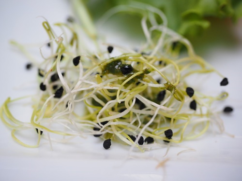 Blood building foods: Image of alfalfa sprouts.