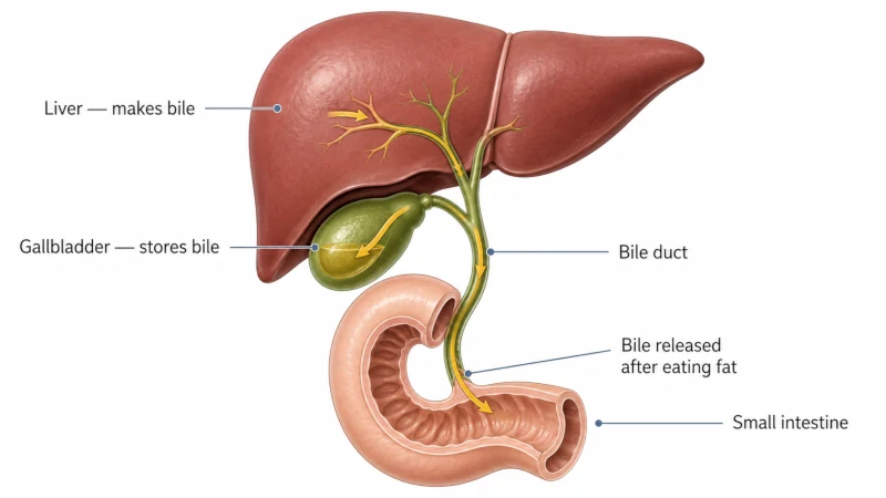 Medical diagram showing the liver, gallbladder, bile duct, and small intestine as bile is released after eating fat.