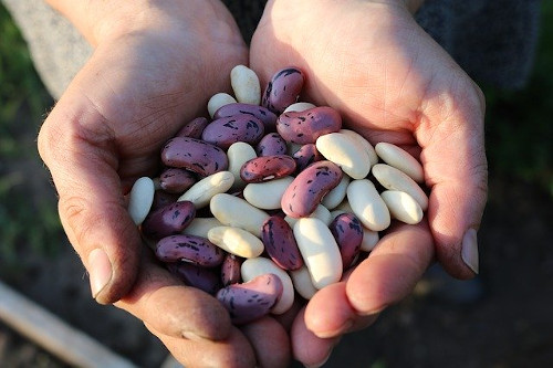 Foods to eat with gallbladder: Image of a man's hands holding a variety of different beans
