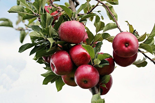 Foods to eat with stomach flu: Image of apples on the tree