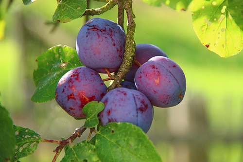 high fiber foods for kids: Image of plums on a plum tree