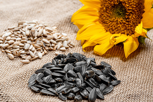 Sunflower seeds a heart-healthy food