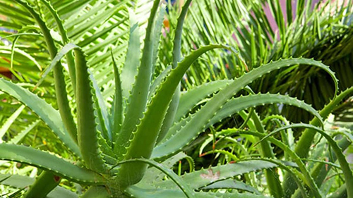 Aloe herbal remedy for eczema