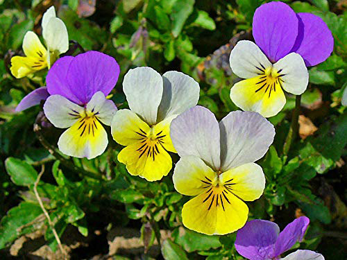 Pansy for eczema